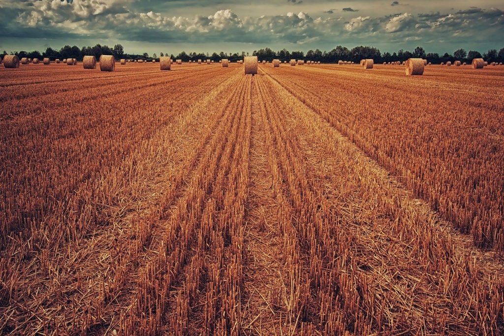 field, harvest, wheat-3186902.jpg
