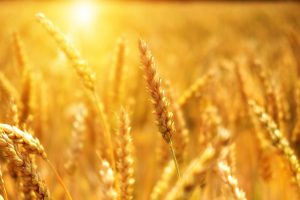 wheat, cornfield, sunset-3506758.jpg
