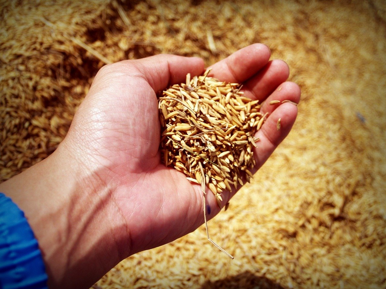 how-do-grain-market-prices-work-in-australia-grainwise