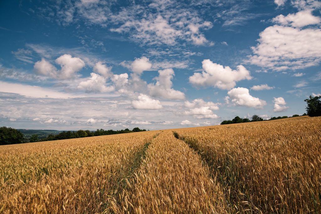 wheat, field, sky-6560622.jpg