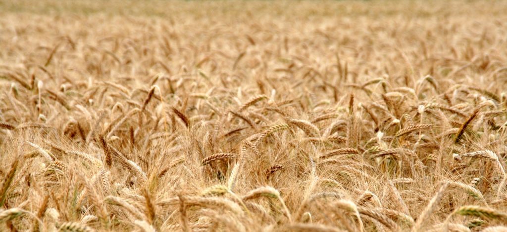 cornfield, wheat field, grain-2157352.jpg