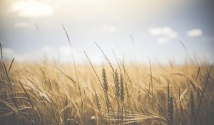wheat, wheat crops, barley-1845835.jpg