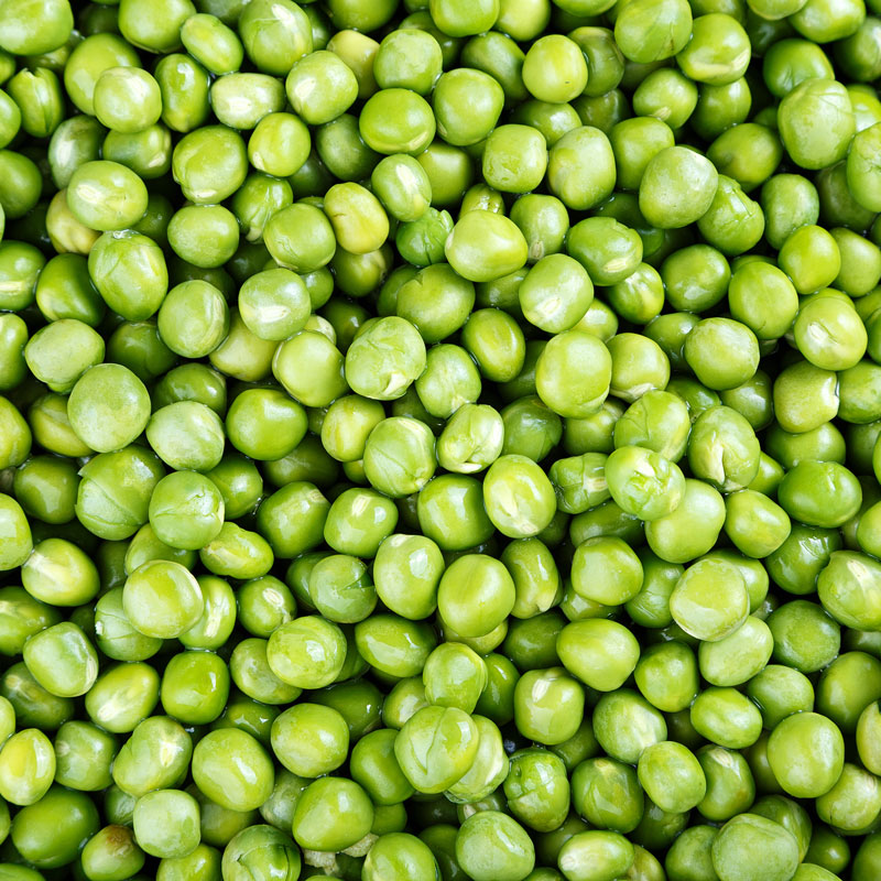 Pea crop Australia