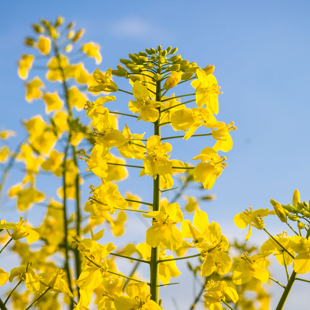 Canola Flower